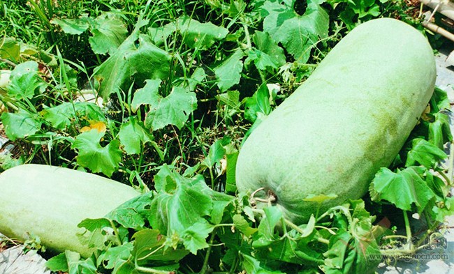 改善烦热、生津止渴，夏季必不可少的两种食材